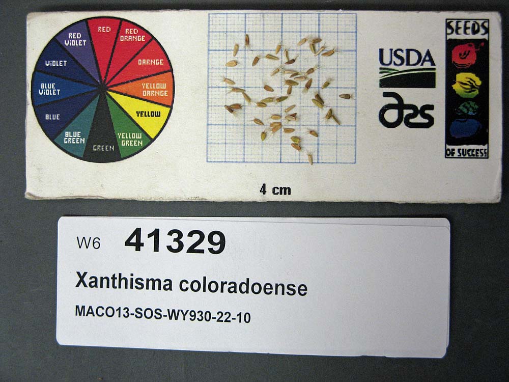 SEED