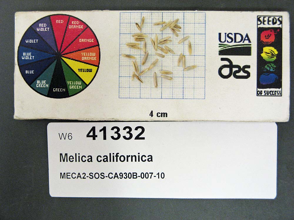 Click for 1 image(s) for this accession. SEED