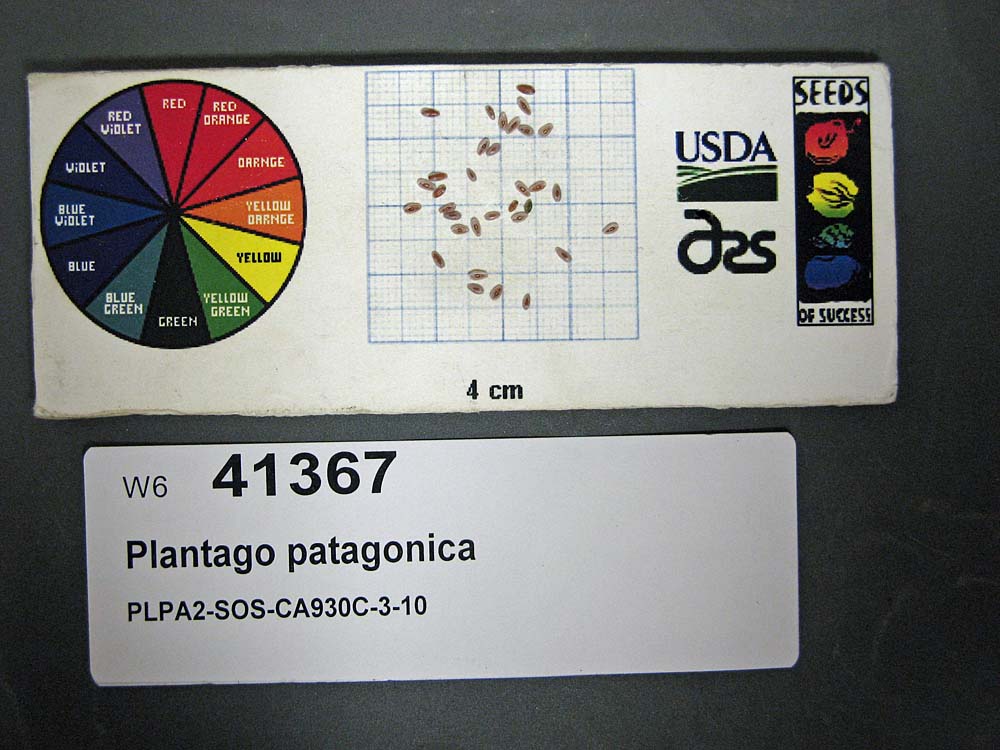 SEED
