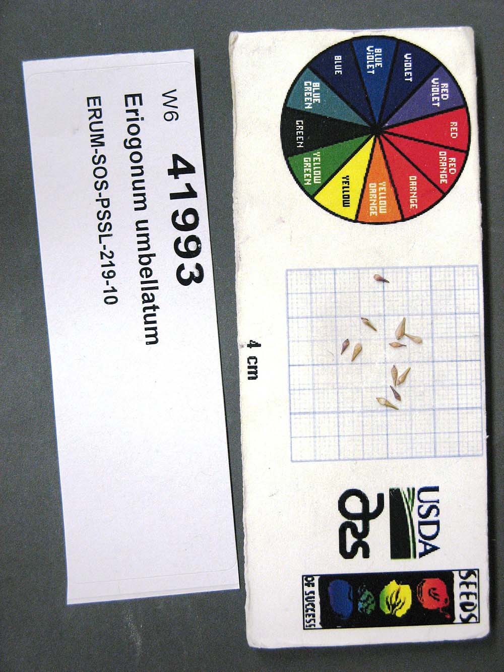 Click for 1 image(s) for this accession. SEED