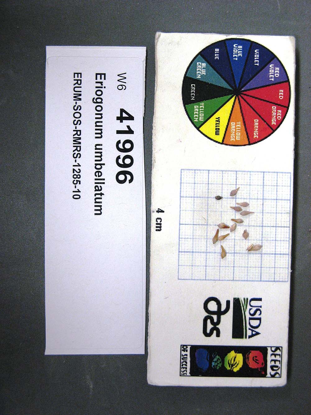 Click for 1 image(s) for this accession. SEED
