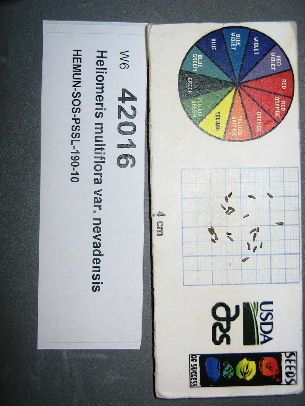 SEED