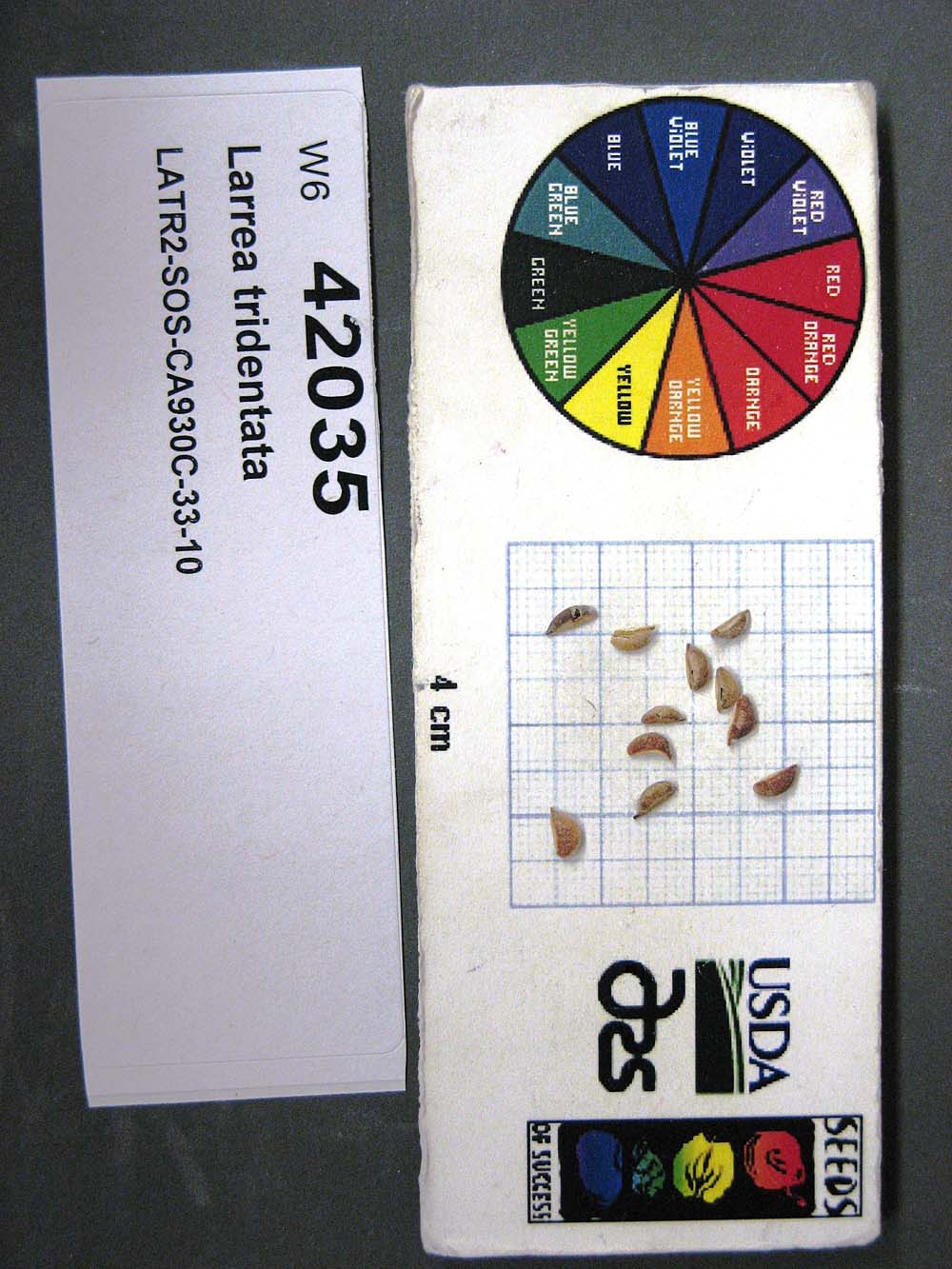 SEED
