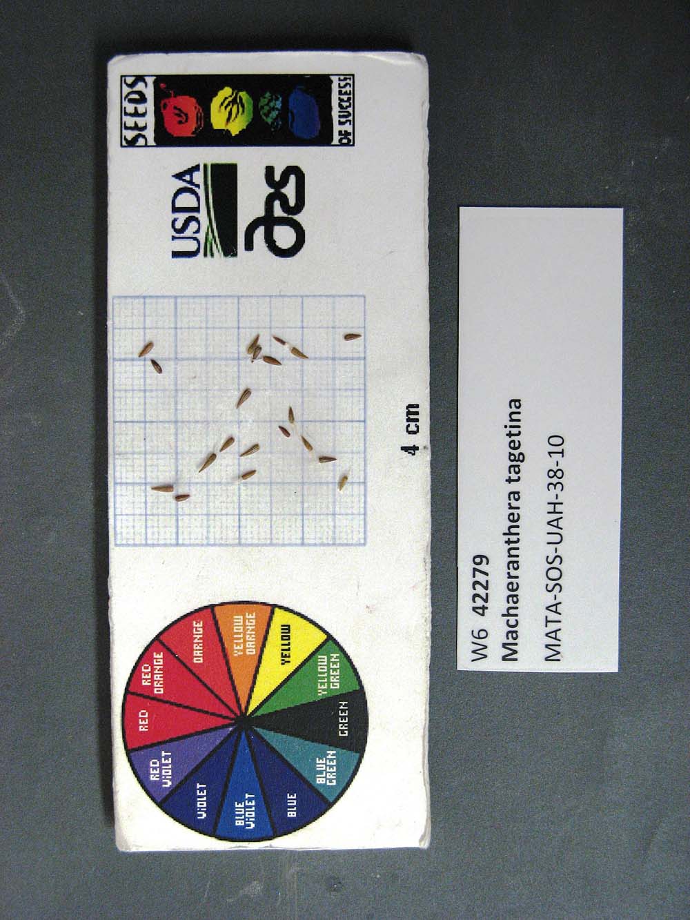 Click for 1 image(s) for this accession. SEED