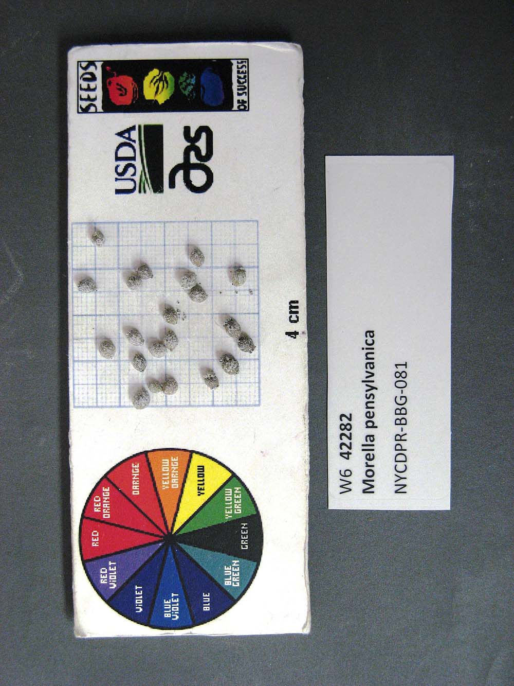 SEED