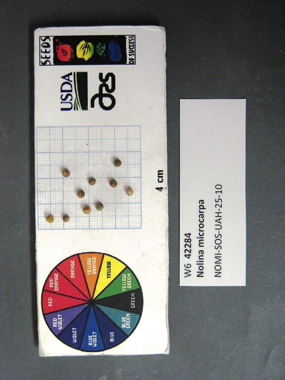 SEED