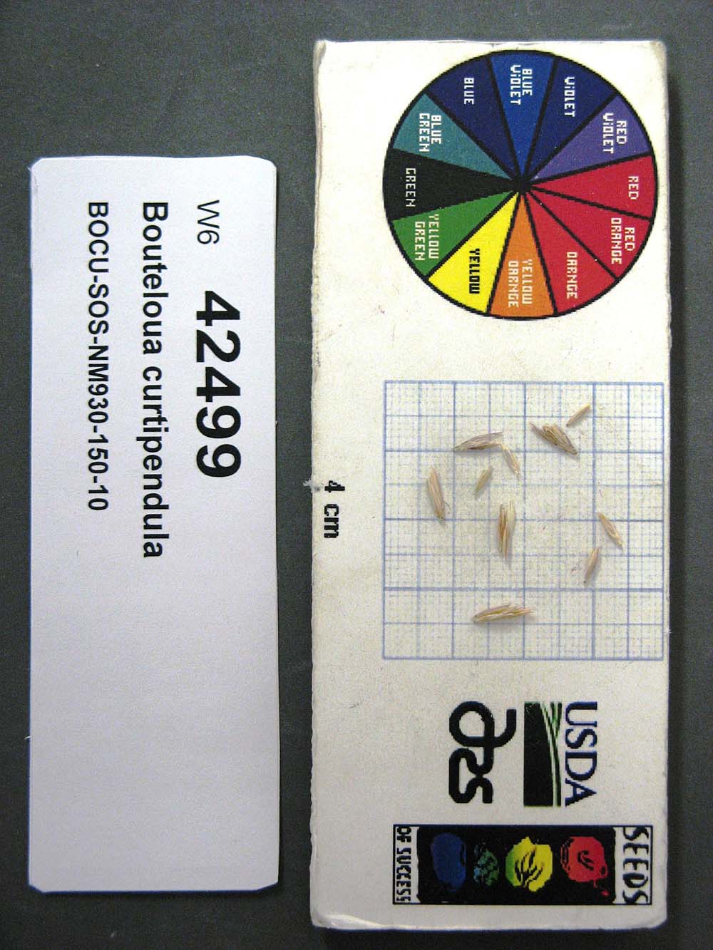Click for 1 image(s) for this accession. SEED