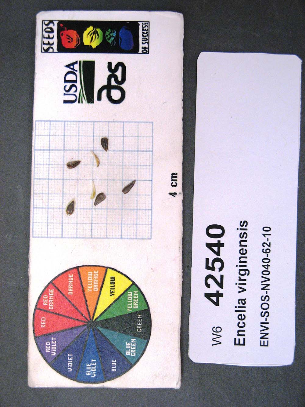 Click for 1 image(s) for this accession. SEED