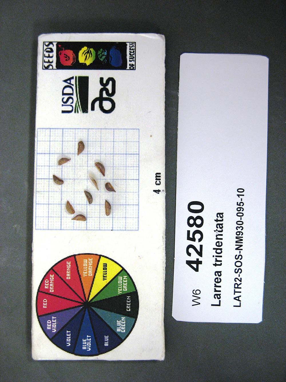 SEED