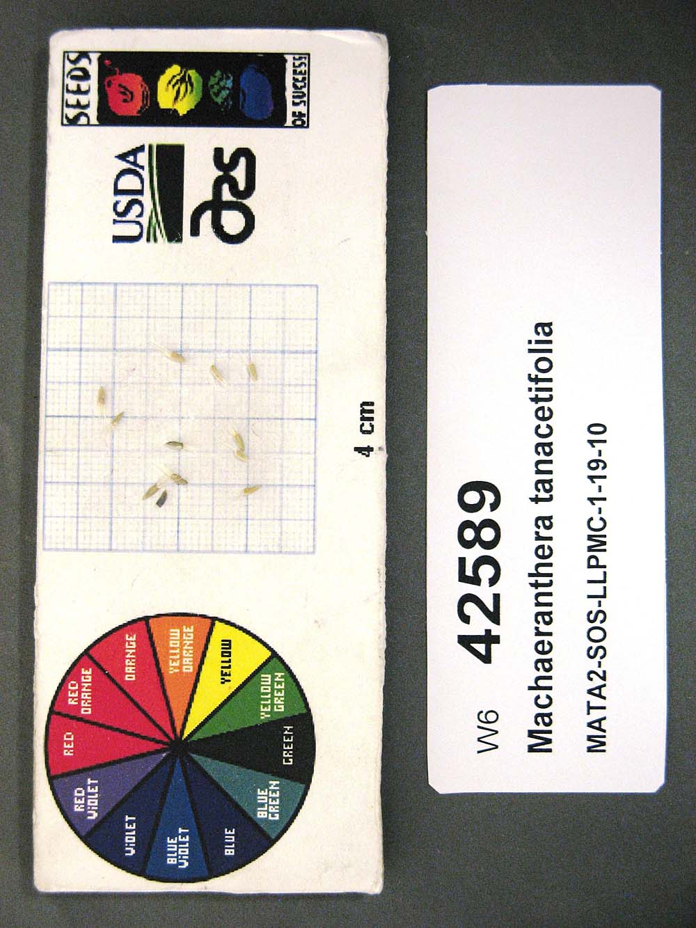 Click for 1 image(s) for this accession. SEED