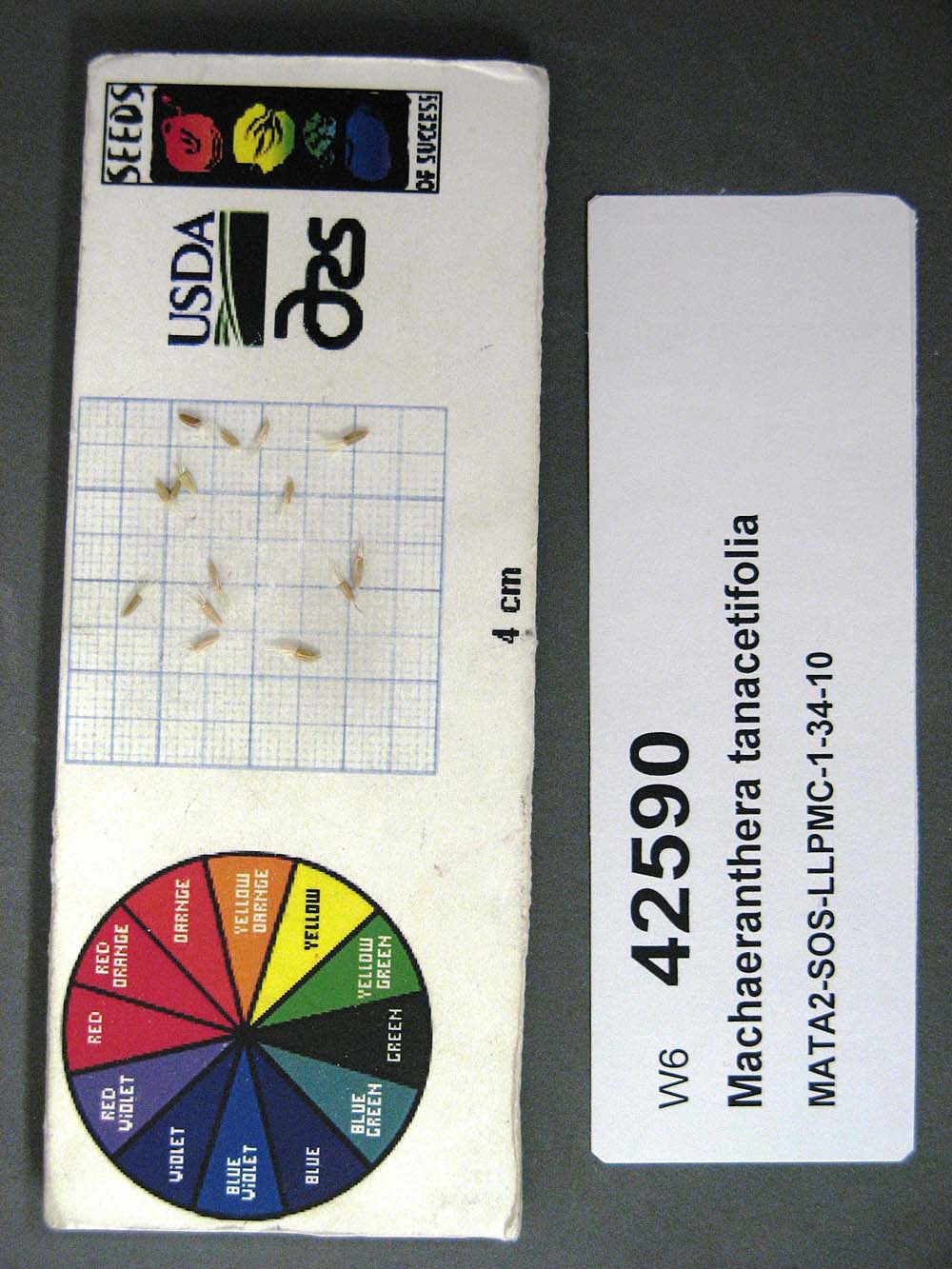 Click for 1 image(s) for this accession. SEED