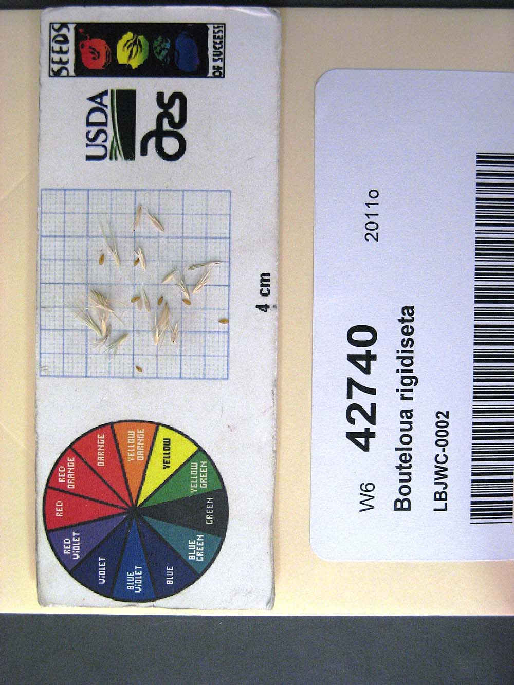 Click for 1 image(s) for this accession. SEED