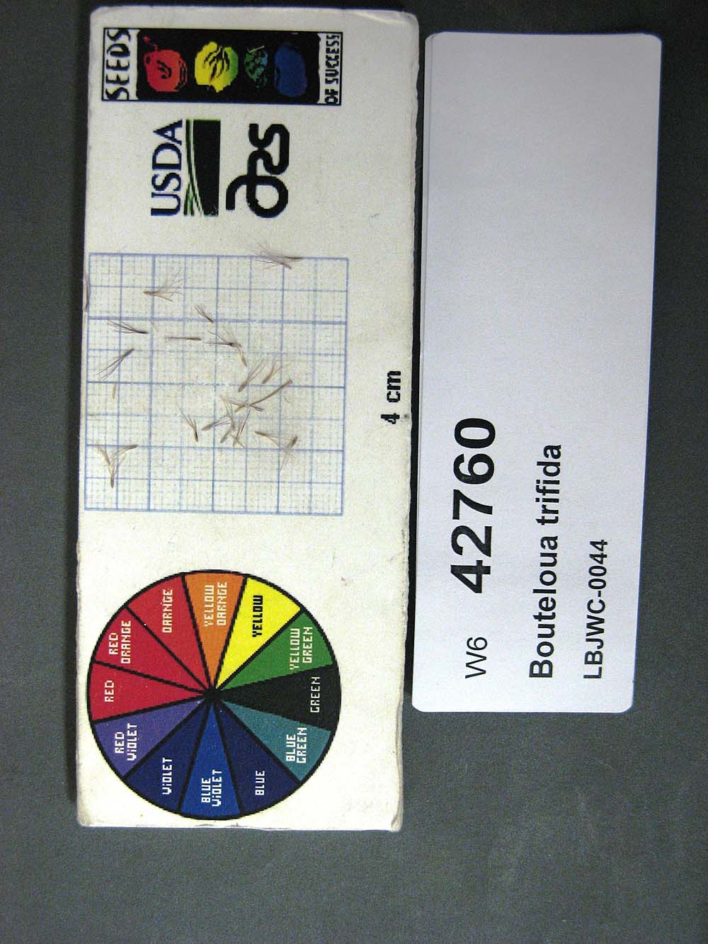 Click for 1 image(s) for this accession. SEED