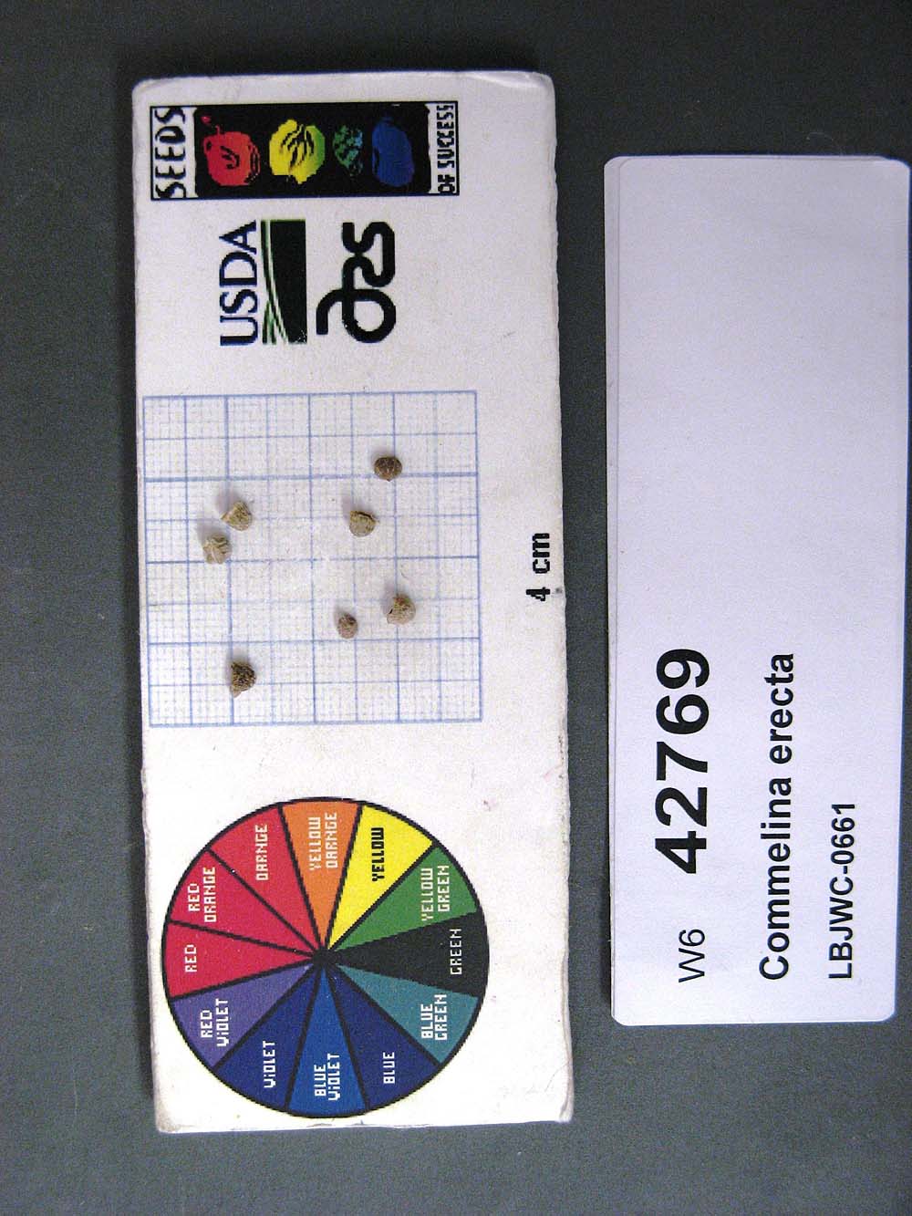 SEED