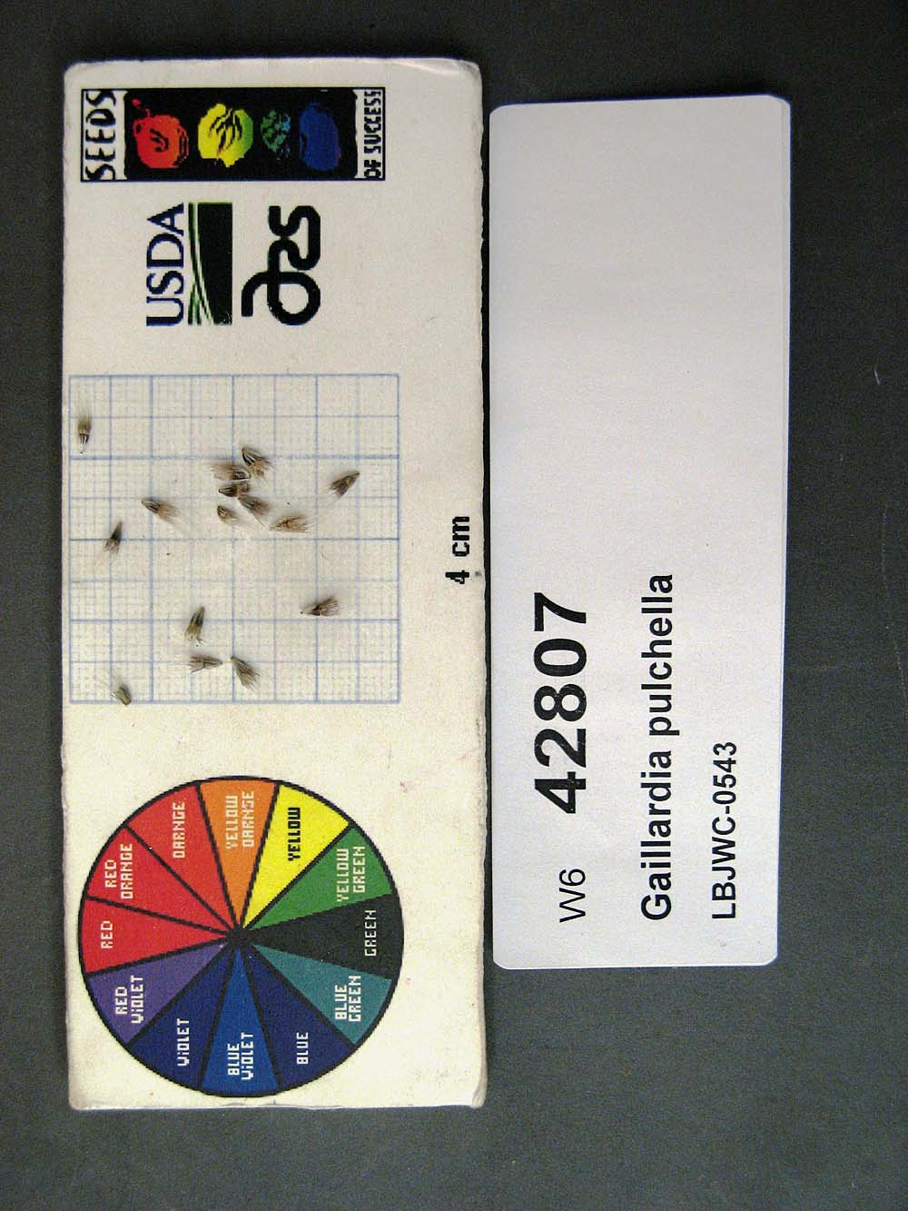 SEED