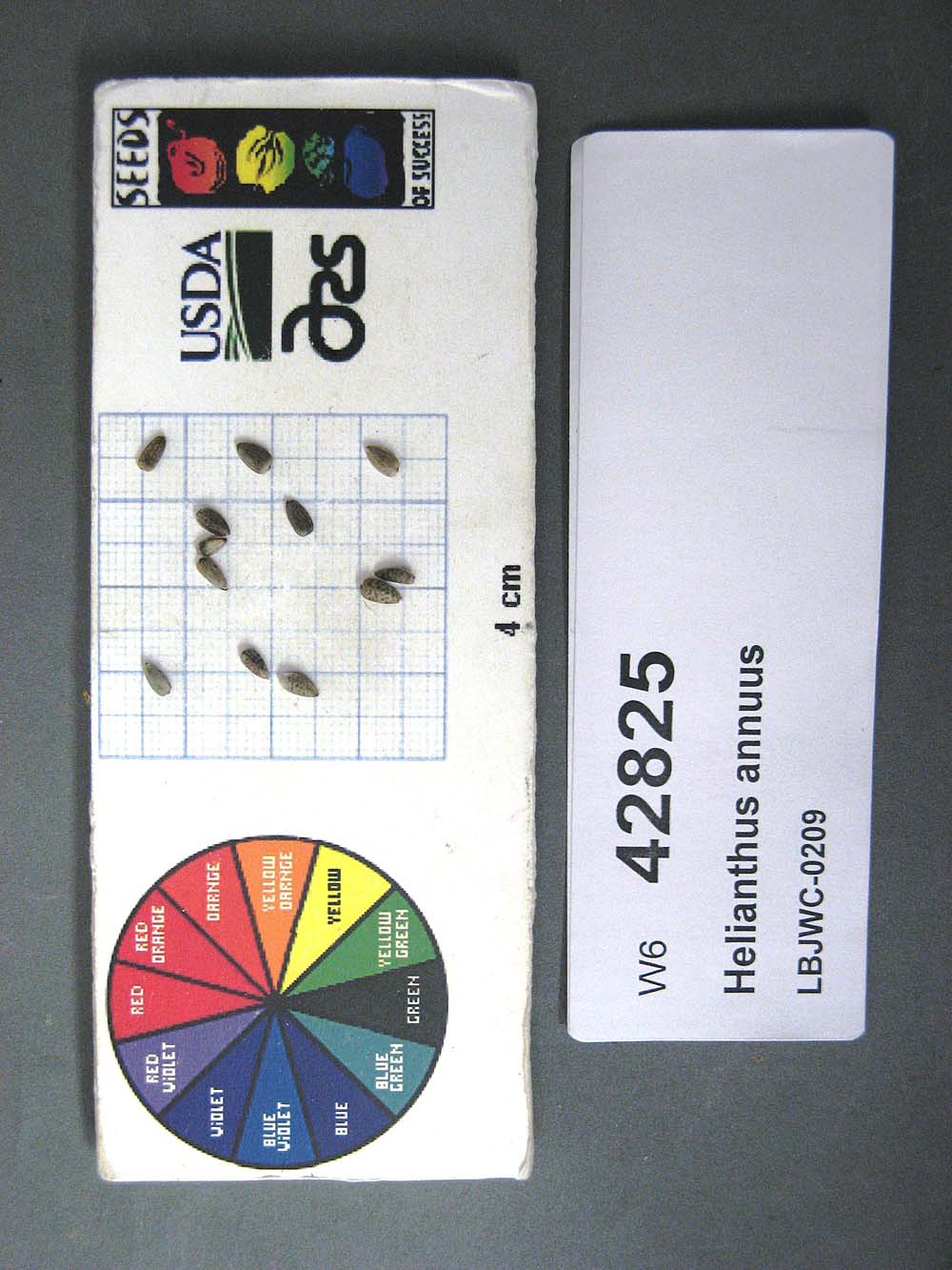 SEED