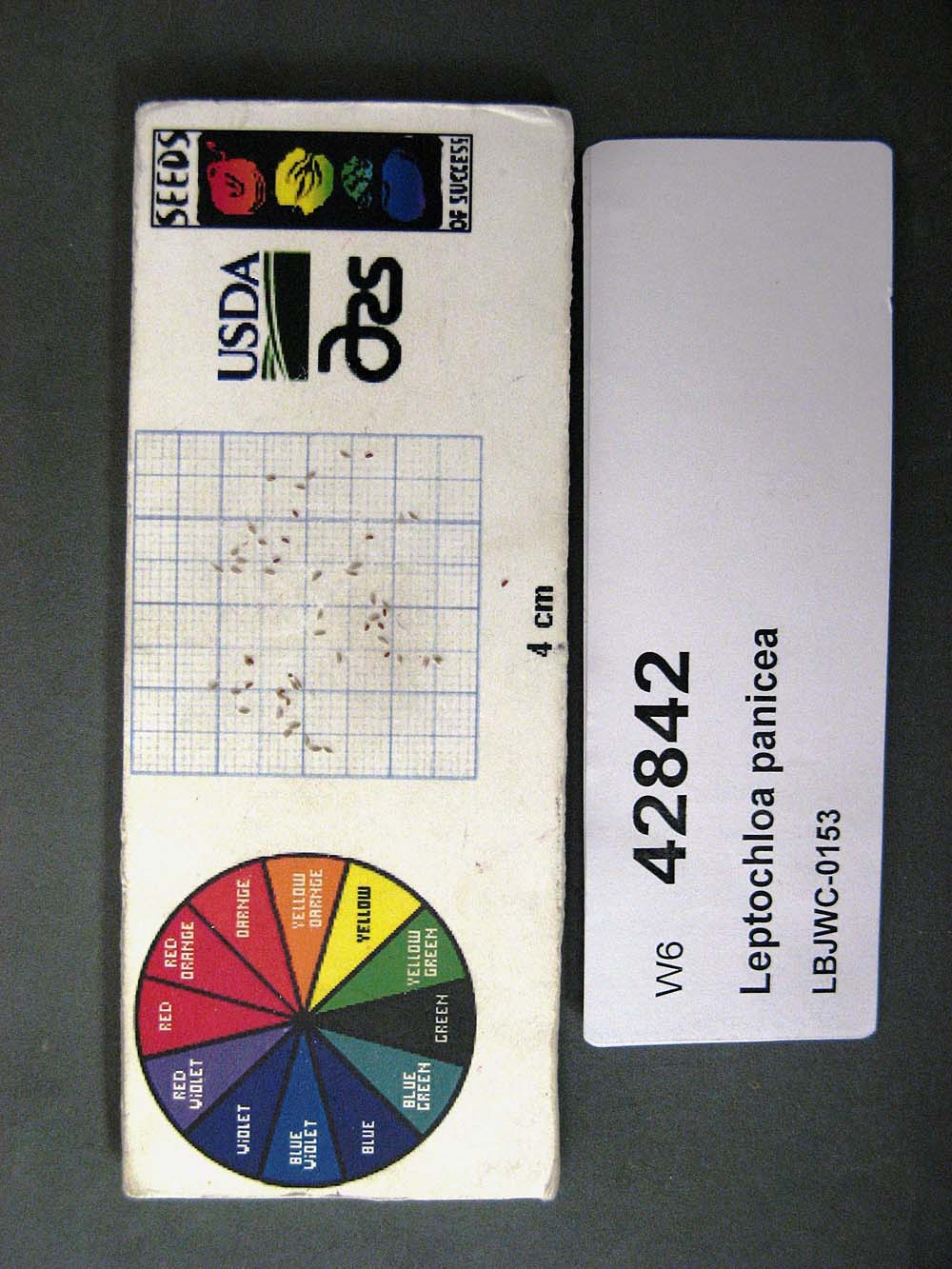 SEED