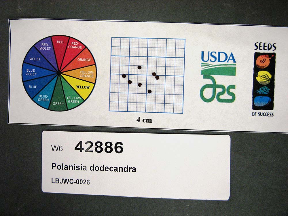 Click for 1 image(s) for this accession. SEED