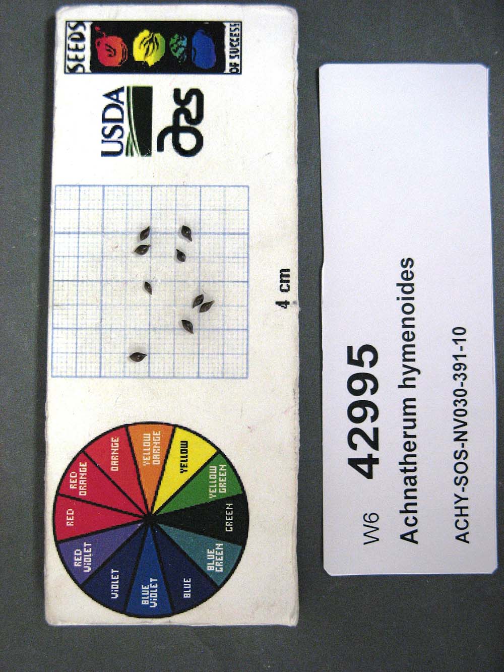 Click for 1 image(s) for this accession. SEED