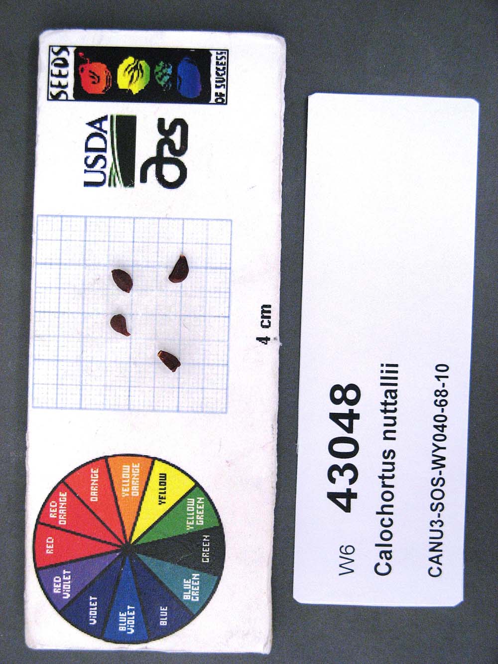 SEED