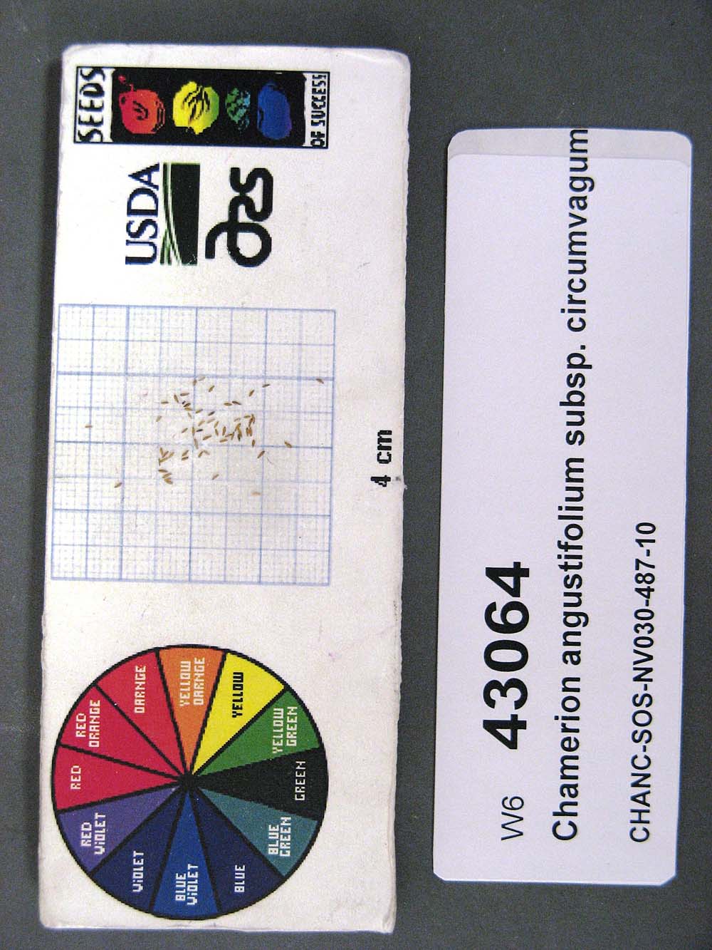 Click for 1 image(s) for this accession. SEED