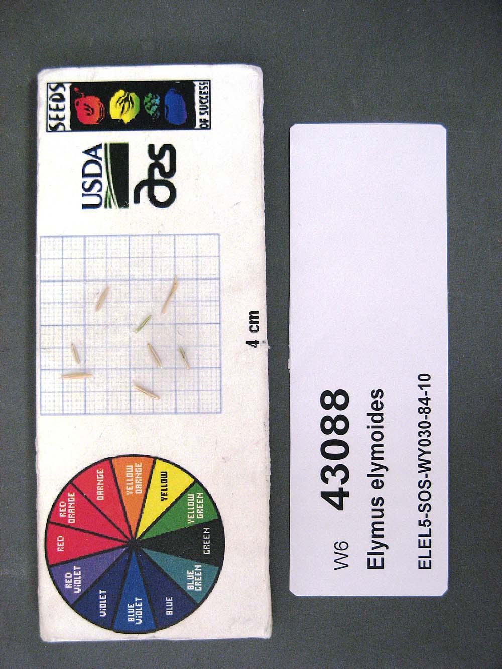 Click for 1 image(s) for this accession. SEED