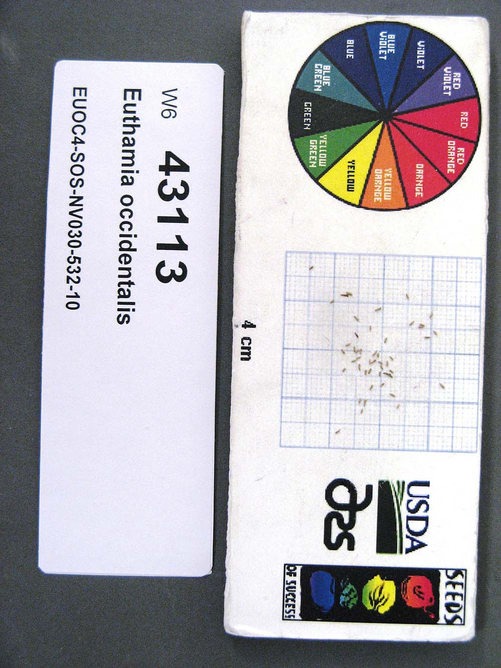 Click for 1 image(s) for this accession. SEED