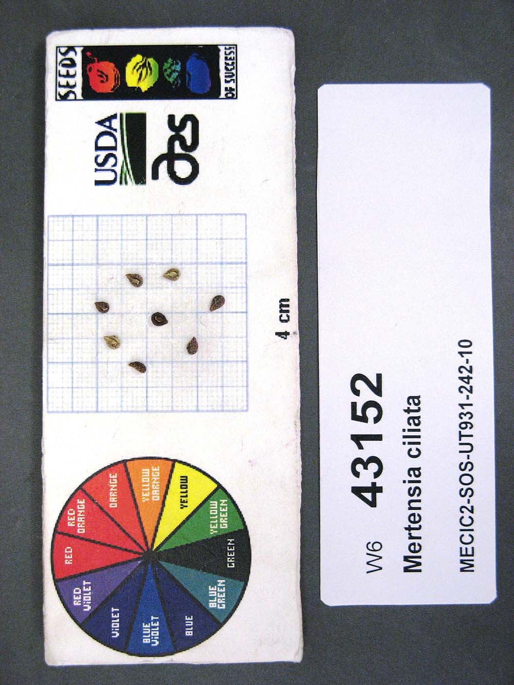 SEED
