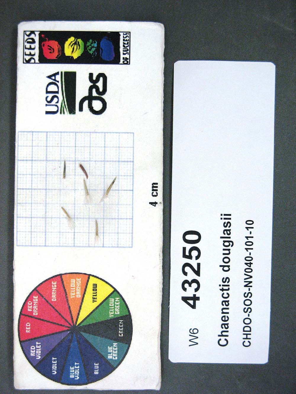 Click for 1 image(s) for this accession. SEED