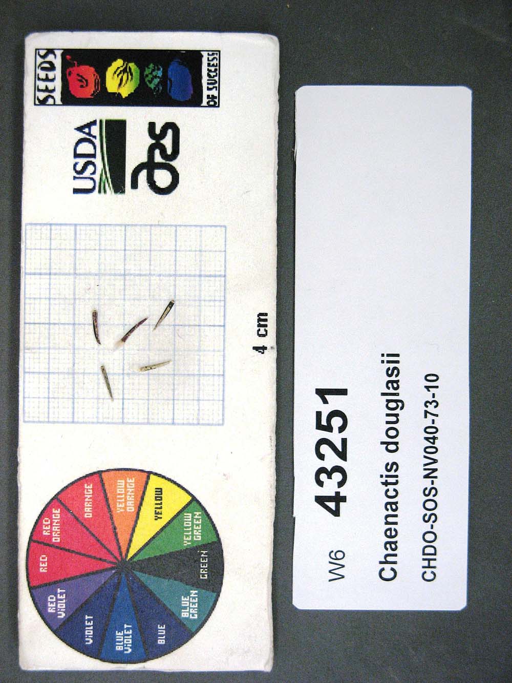 Click for 1 image(s) for this accession. SEED