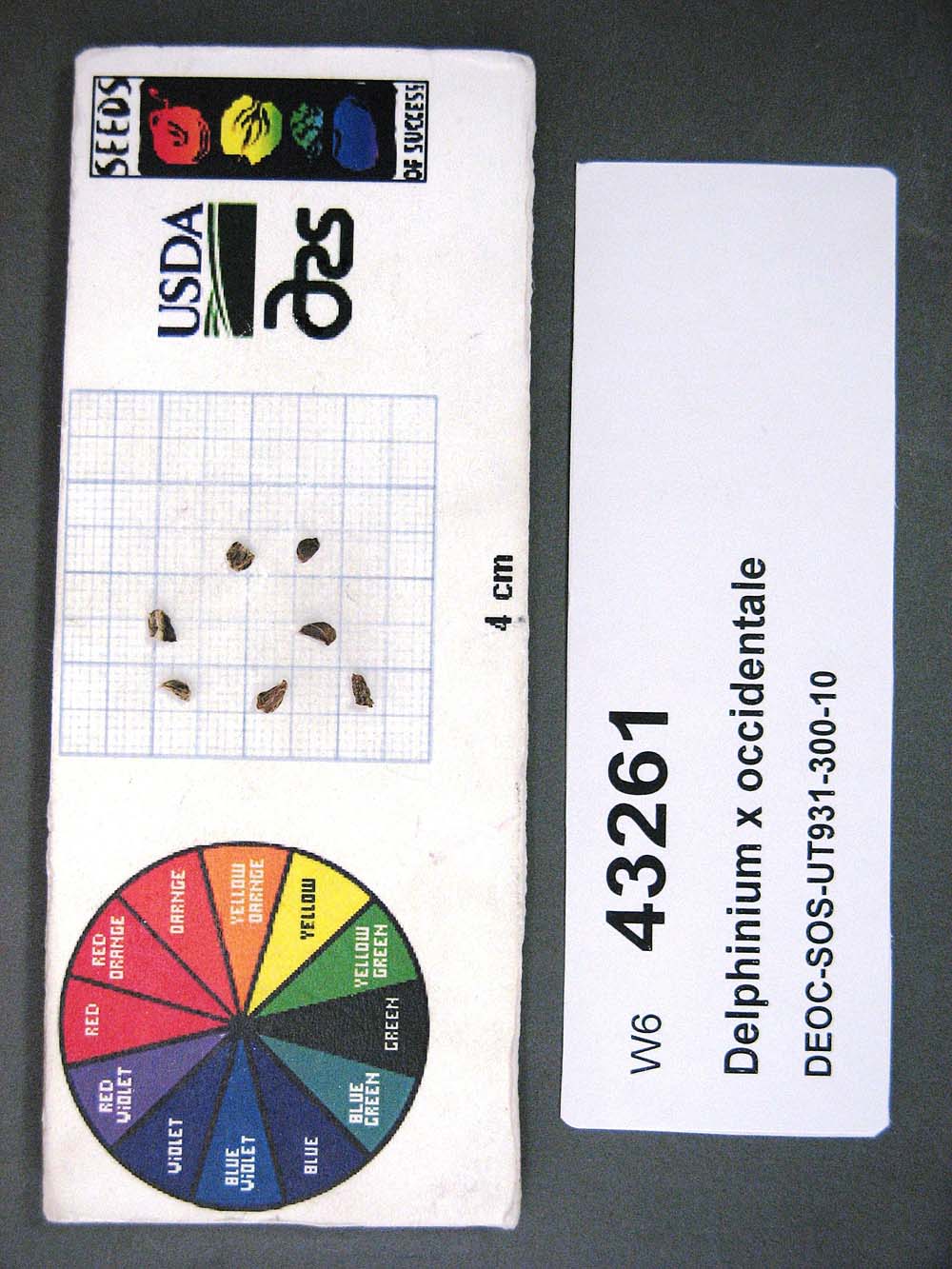 Click for 1 image(s) for this accession. SEED