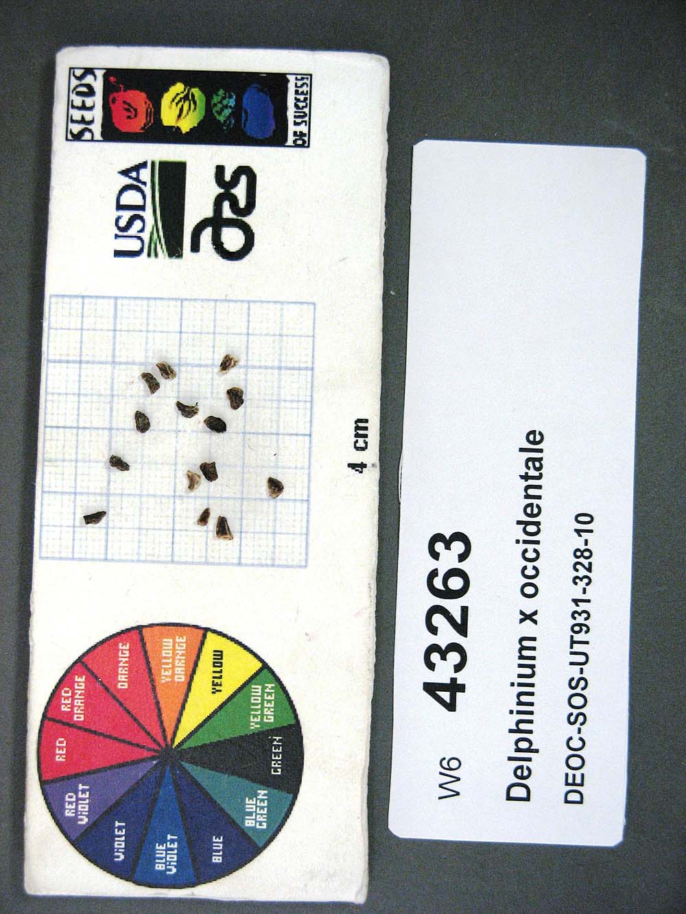Click for 1 image(s) for this accession. SEED