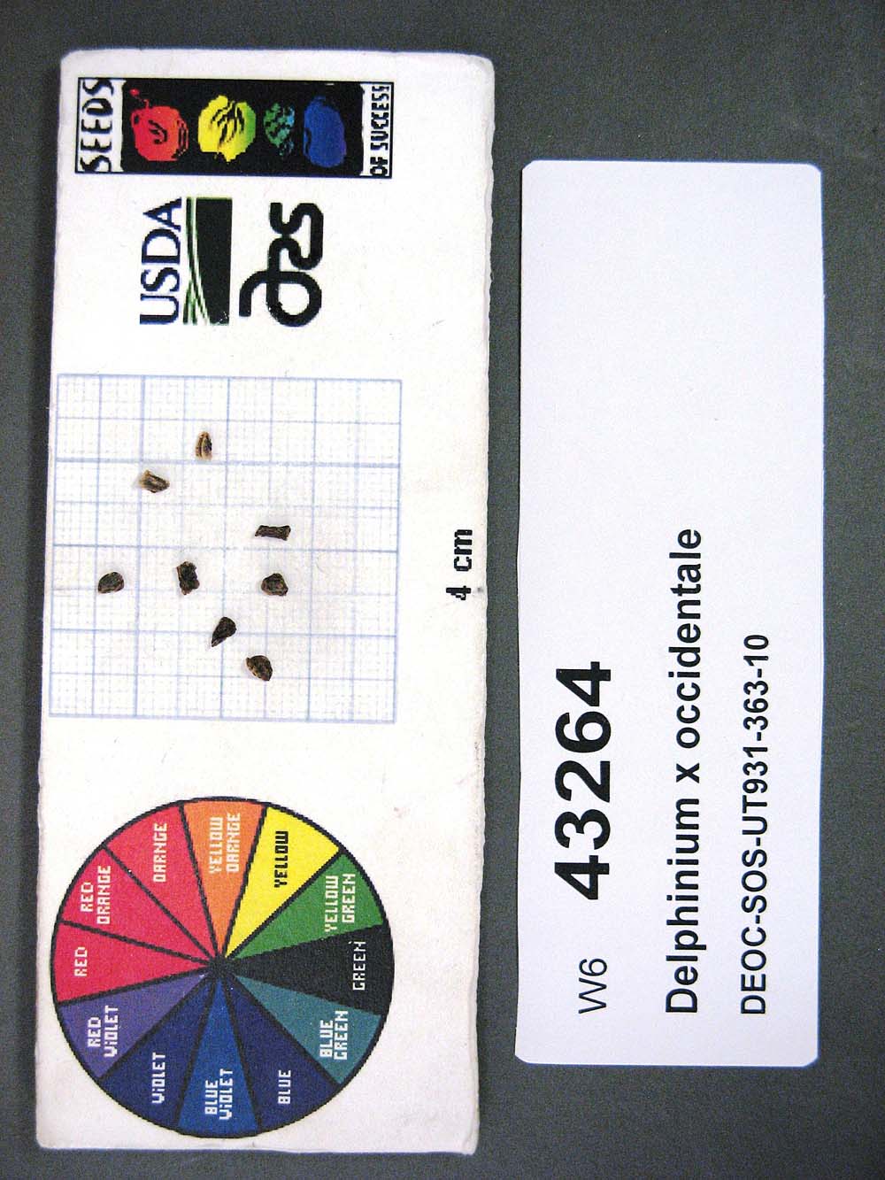Click for 1 image(s) for this accession. SEED