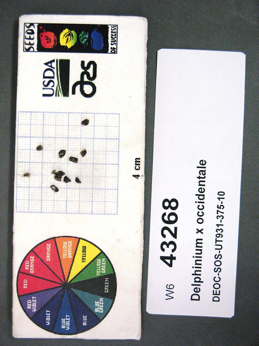 Click for 1 image(s) for this accession. SEED
