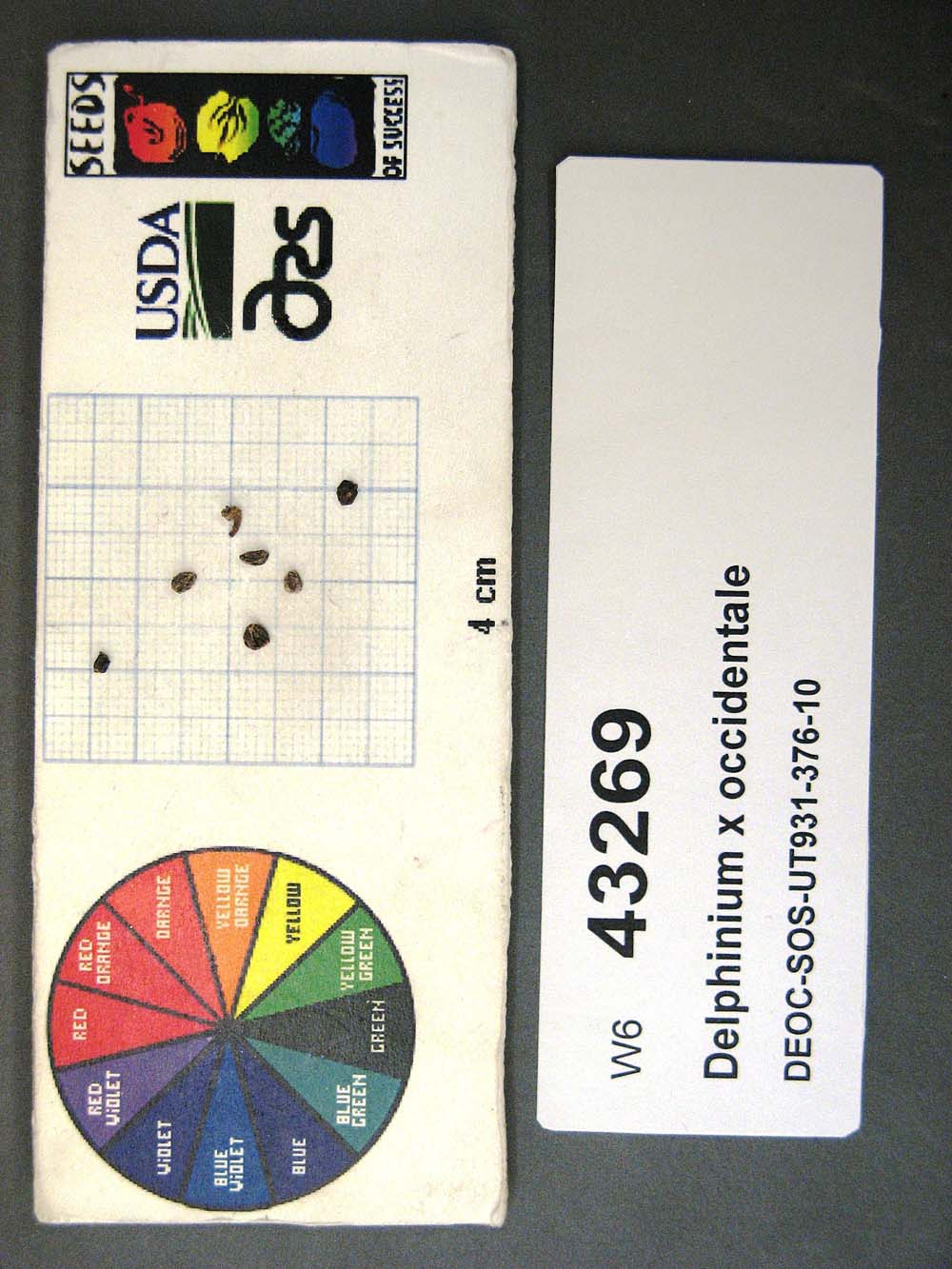 Click for 1 image(s) for this accession. SEED