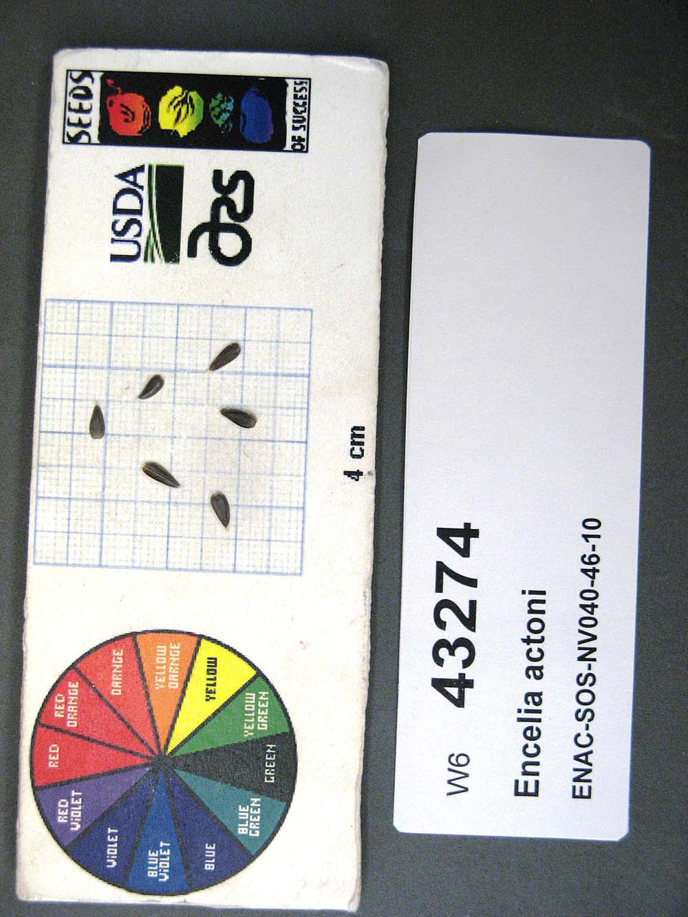 Click for 1 image(s) for this accession. SEED