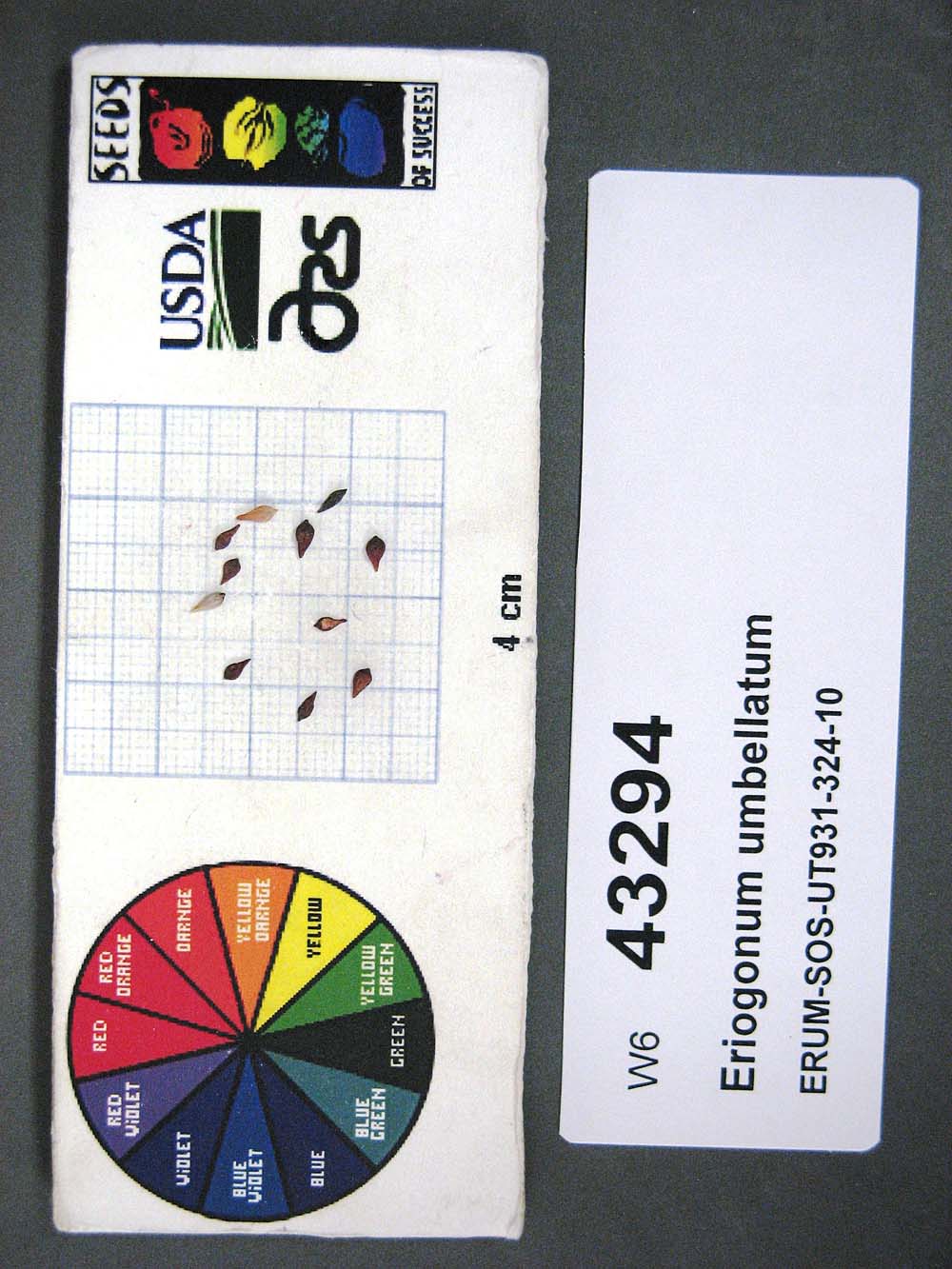 Click for 1 image(s) for this accession. SEED