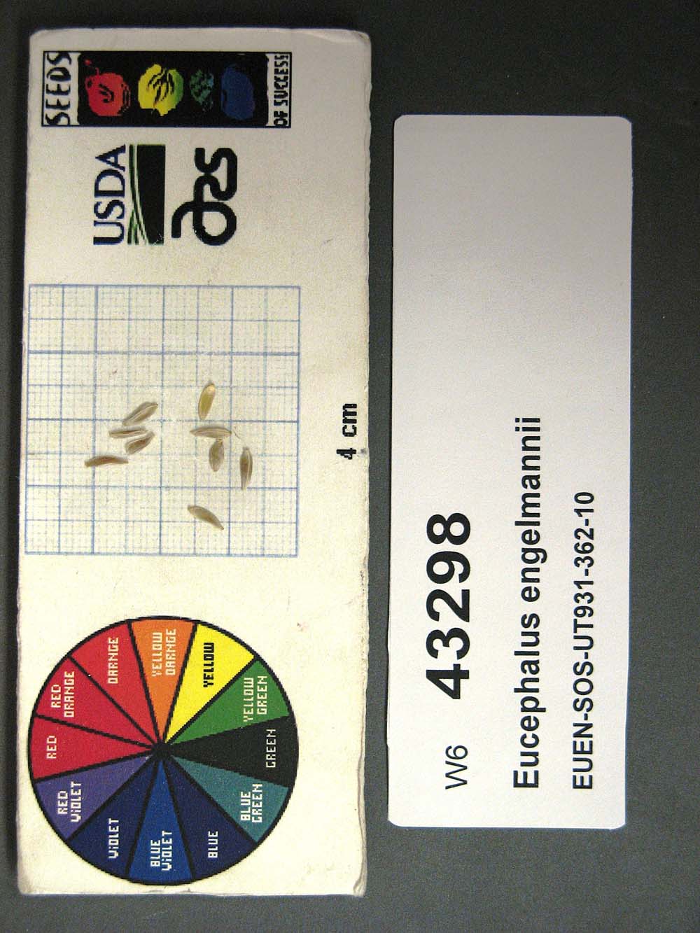 SEED