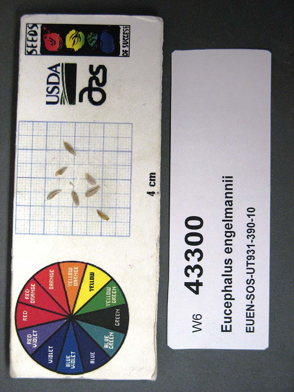 SEED