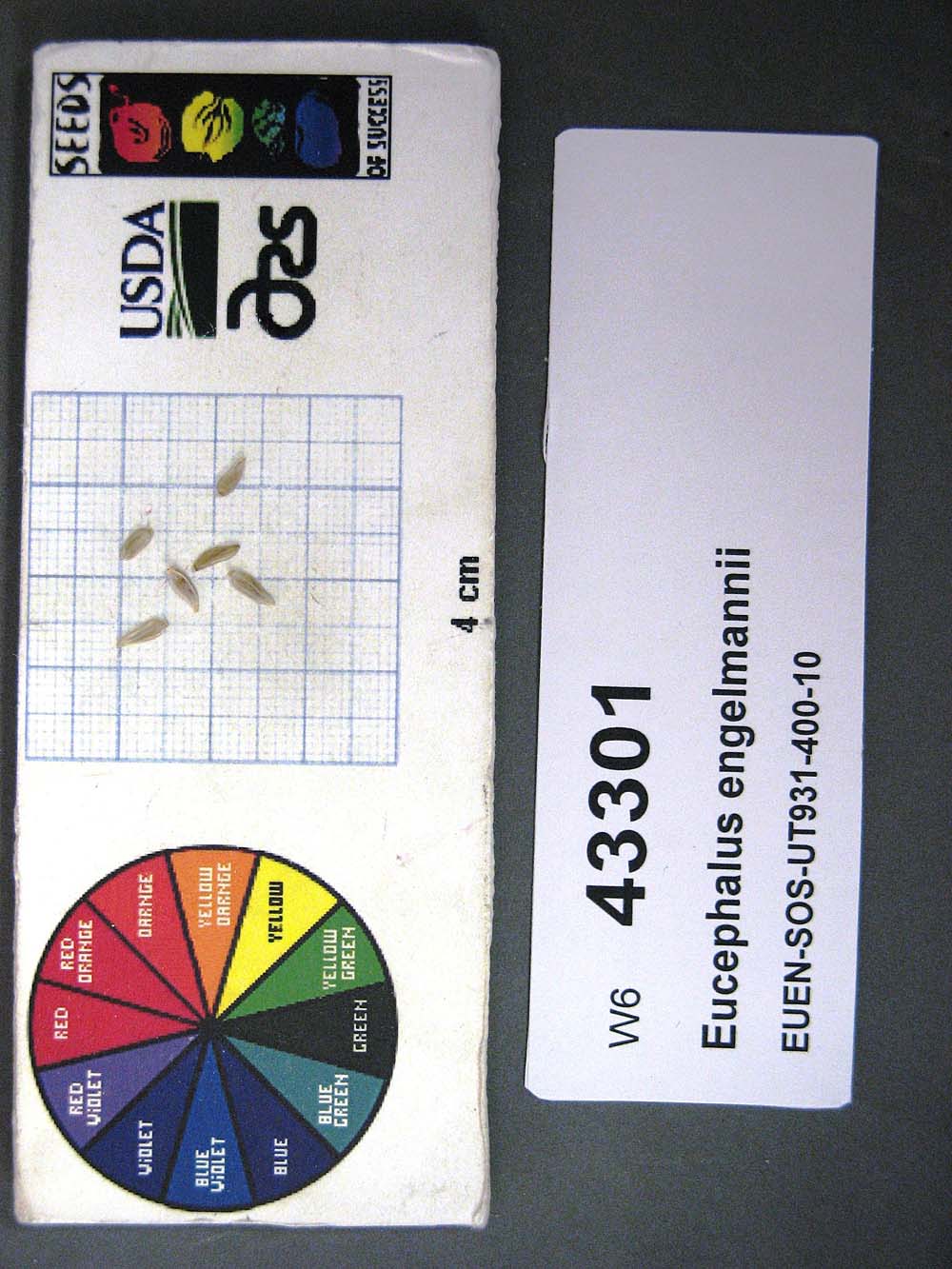 SEED