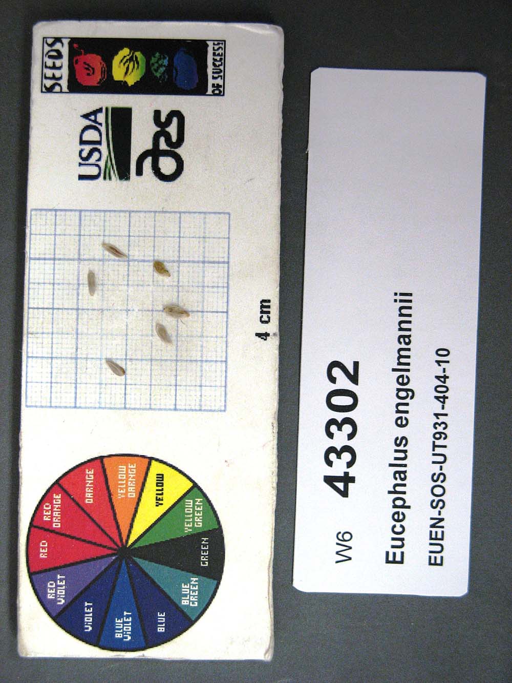 SEED