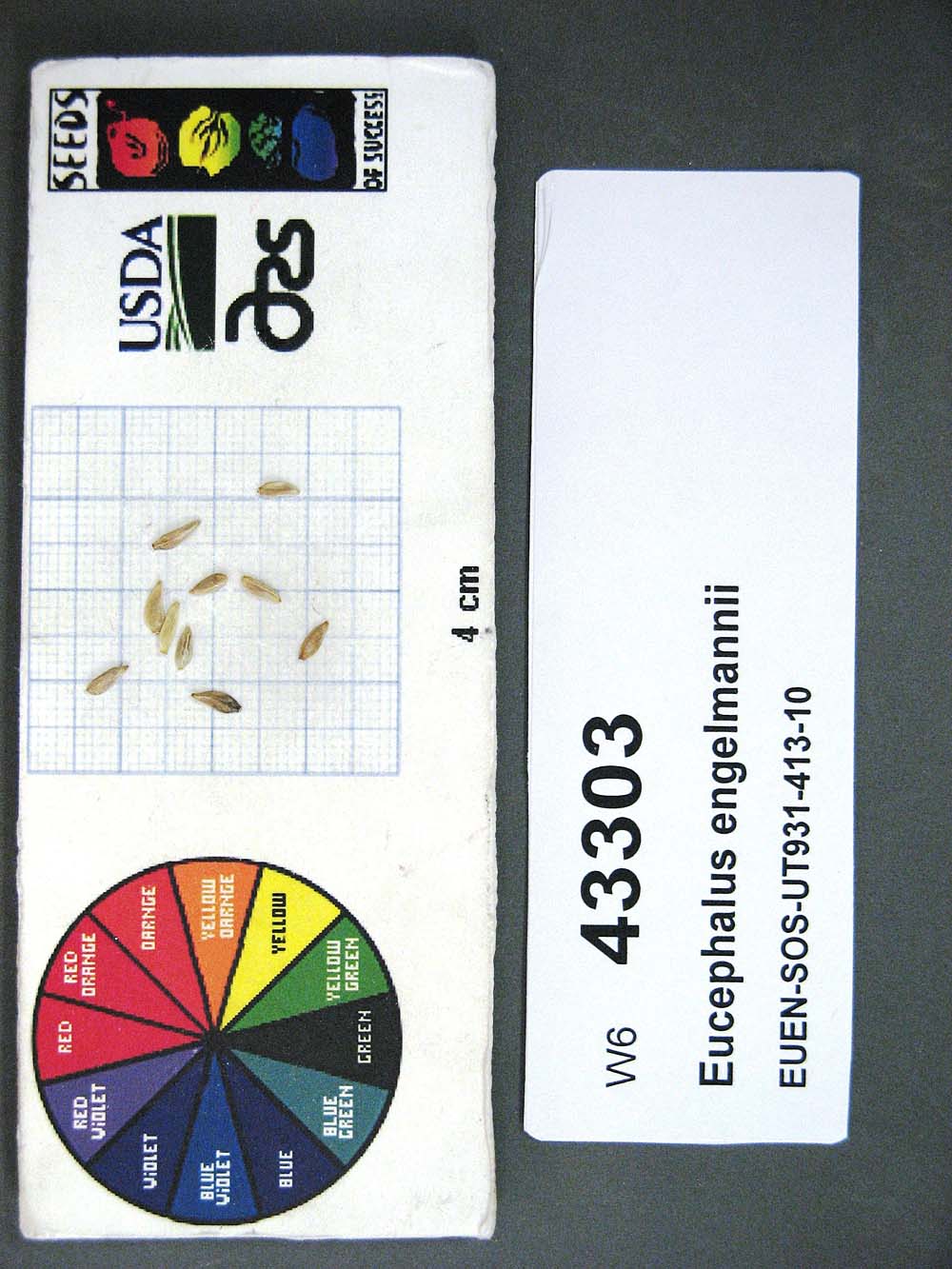 SEED