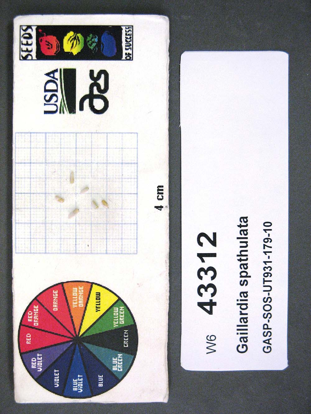 SEED