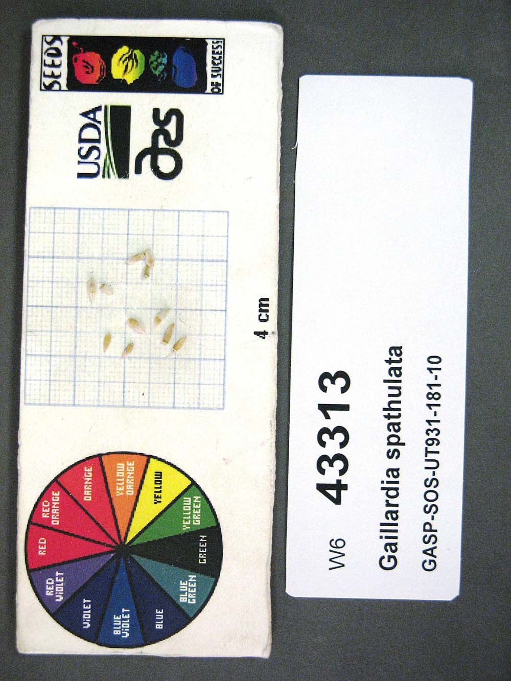 SEED