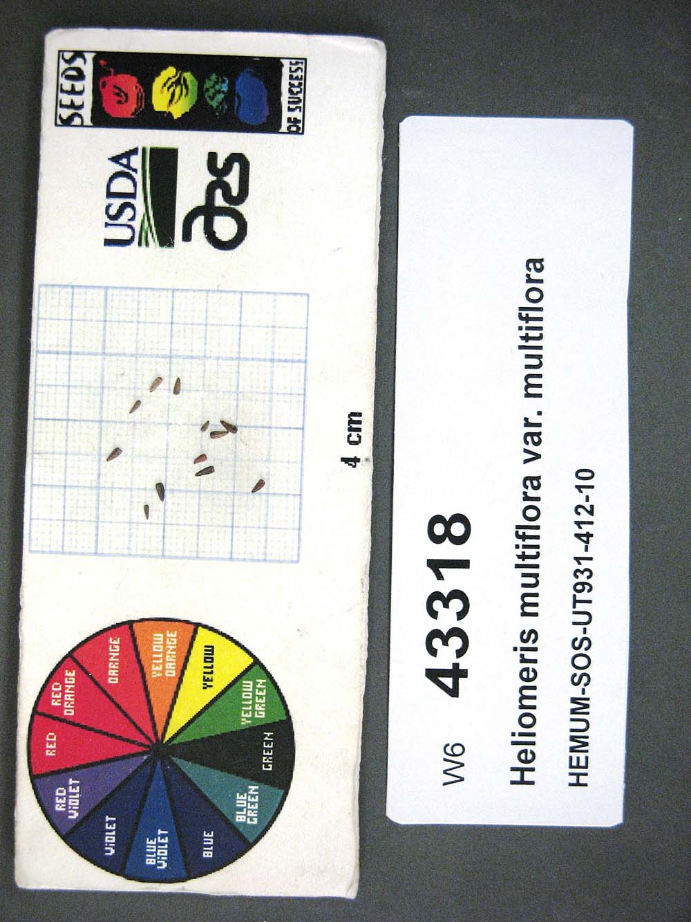 SEED