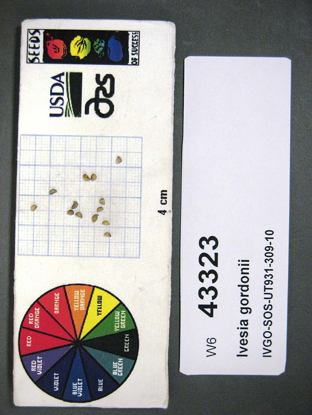 SEED