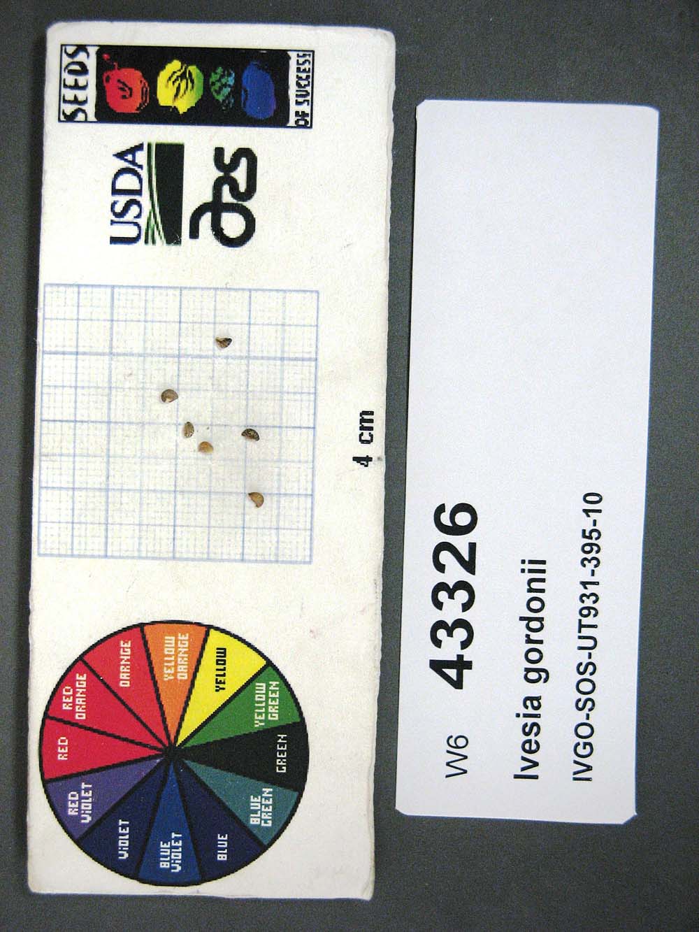 SEED