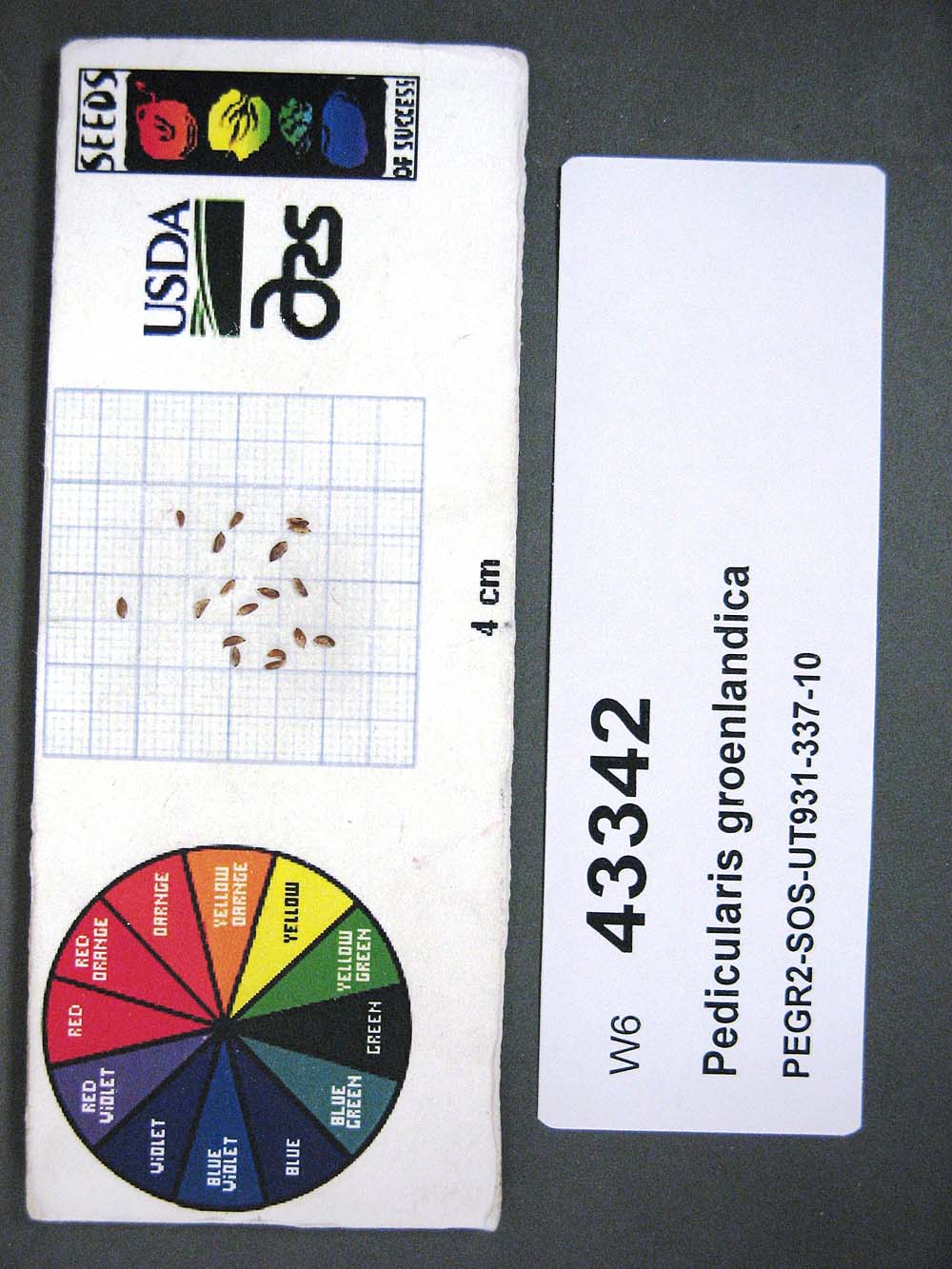 SEED