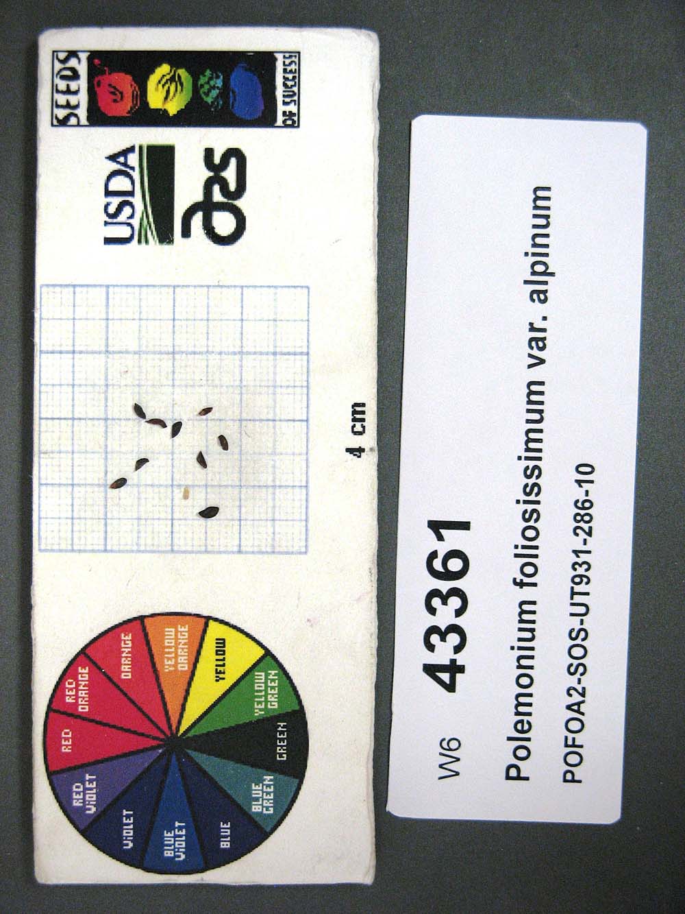 Click for 1 image(s) for this accession. SEED