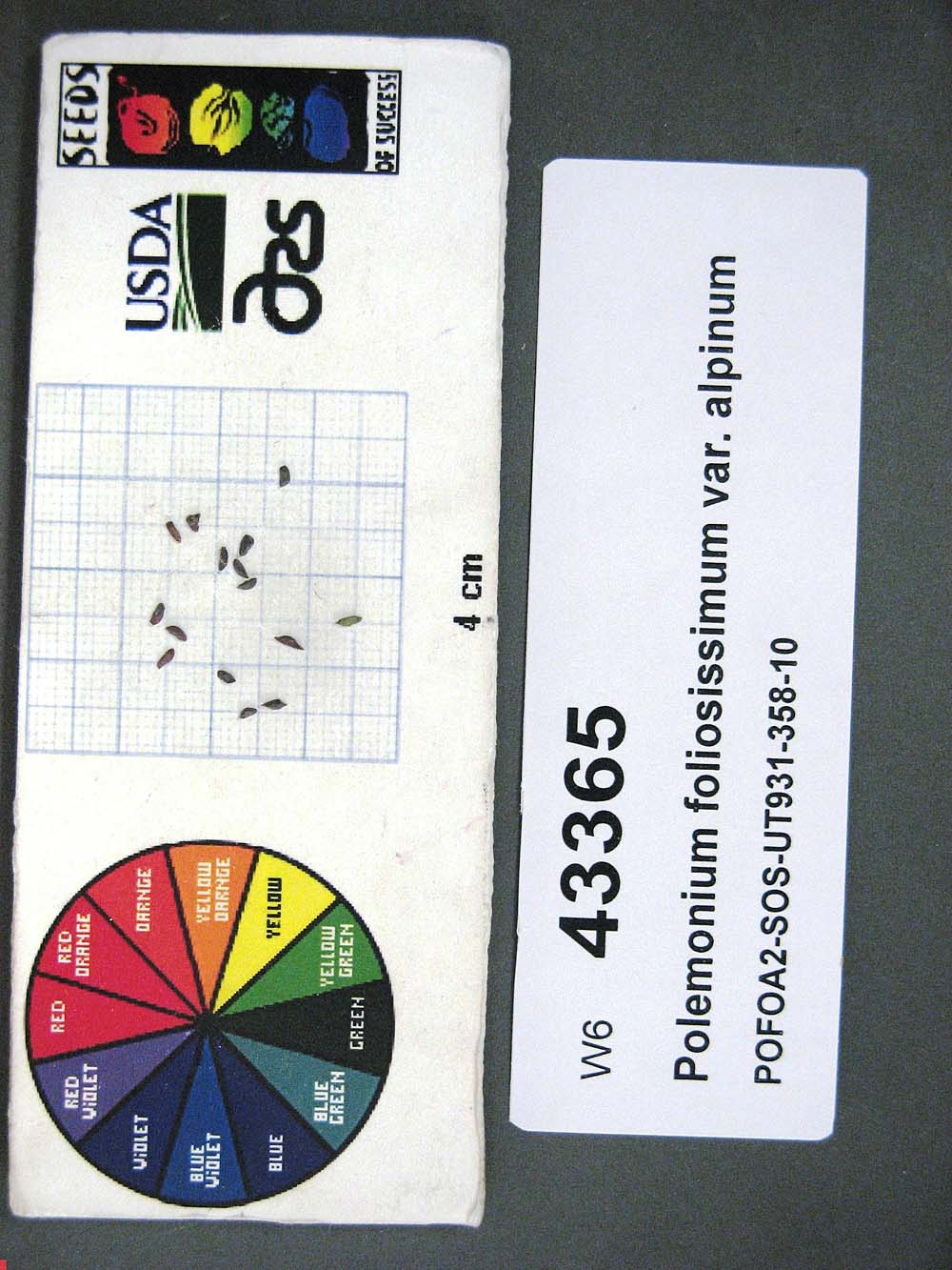 Click for 1 image(s) for this accession. SEED
